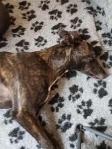 Tai, Lurcher, Muscular Injury