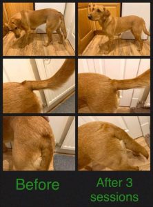 Ruby, Fox Red Labrador, Anxiety, Over Arousal