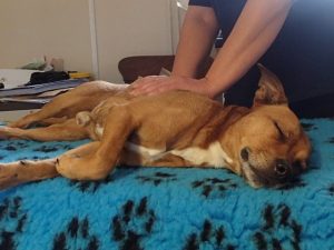 Staffie_canine massage