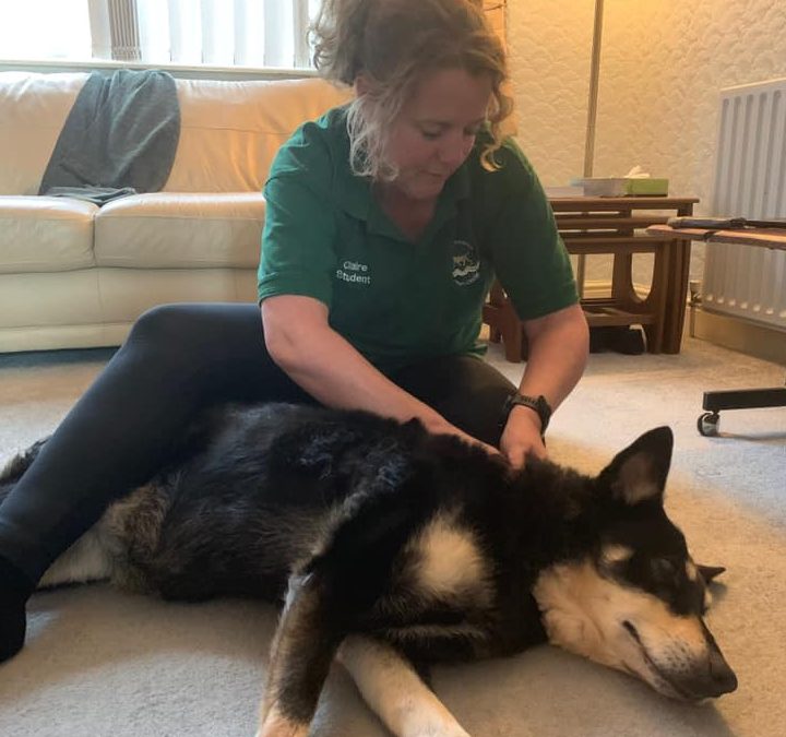 Tilly, Collie, TPLO Surgery, Older Dog