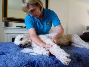 Ollie, Standard Poodle, Limping
