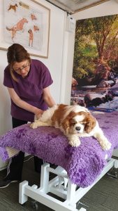 Amber, King Charles, Spondylitis, Arthritis