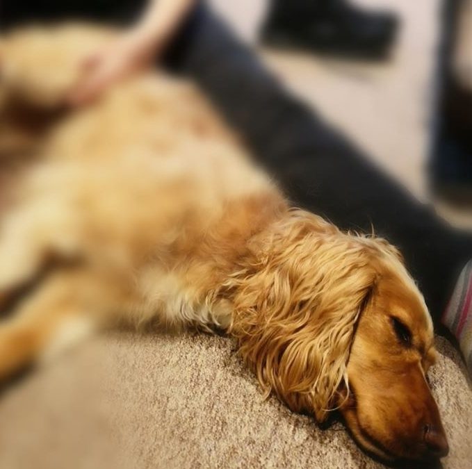 Bailey, Working Cocker Spaniel, Agility, Muscular Injury