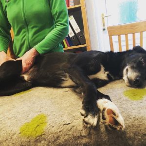Cody - lurcher