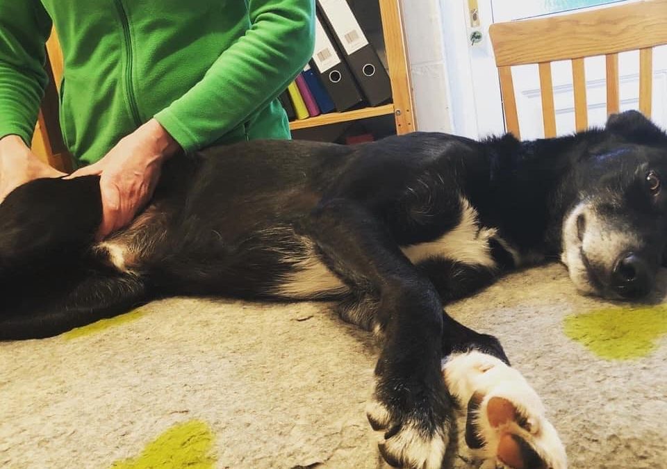 Cody, Lurcher xCollie, tight muscles