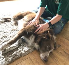 Daisy collie spondylosis