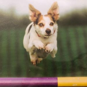 Dimi agility