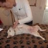 Flo, luxating patella