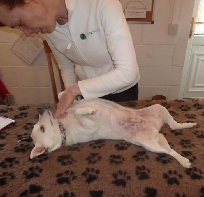 Flo, Luxating Patella, Operation