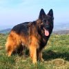 German Shepherd 10years