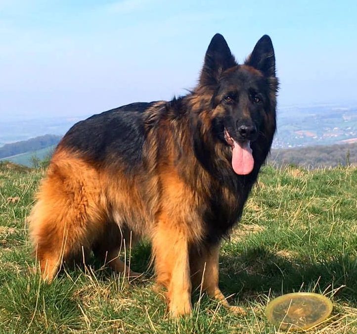 German Shepherd, Senior Dog