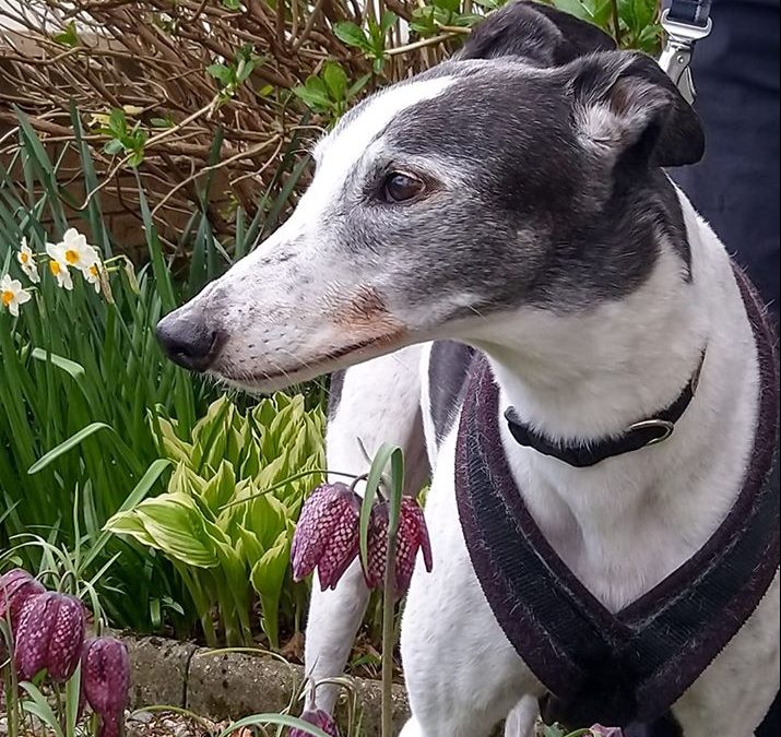 Harris, Greyhound, Fracture