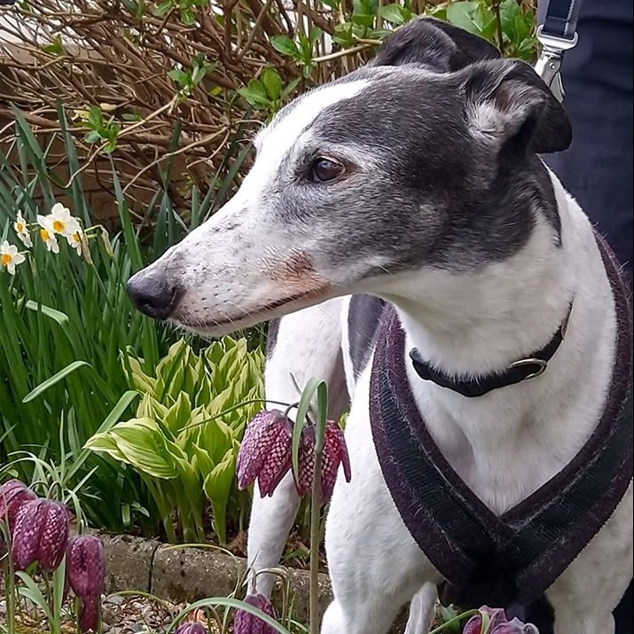 Harris, Greyhound, Fracture