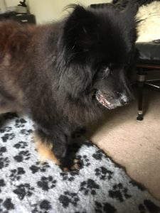 Gabriel, Eurasier, Stiffness, Restricted movement, Older dog