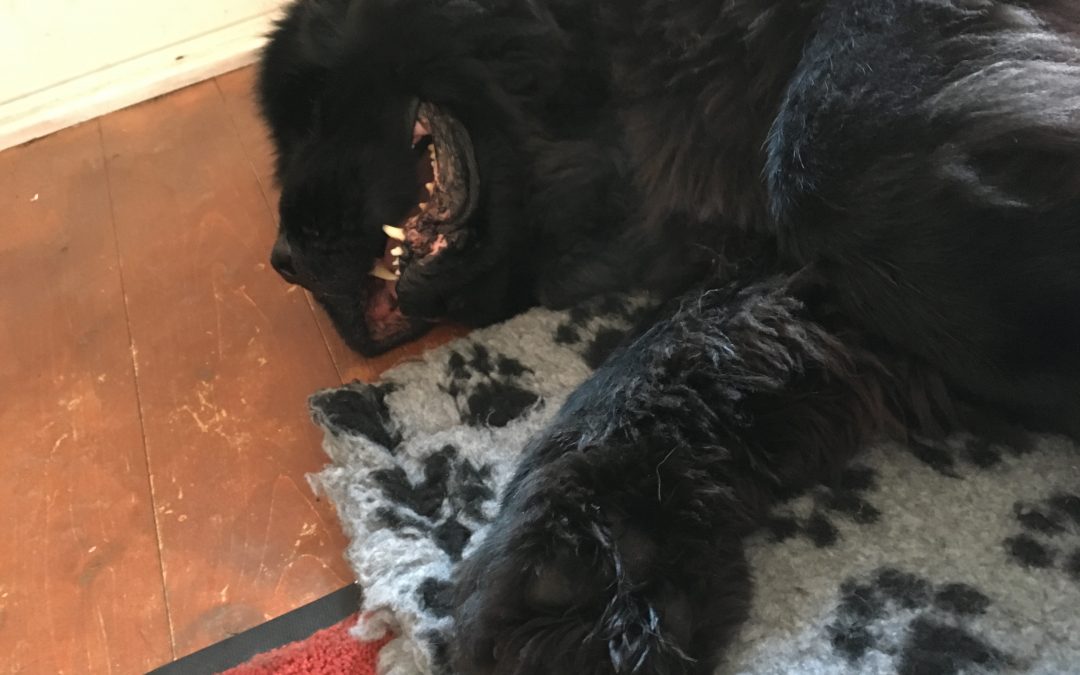 Ashkii, Newfoundland, Stiffness, Arthritis, Older Dog