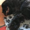 Ashkii, Newfoundland, Stiffness, Arthritis, Older Dog
