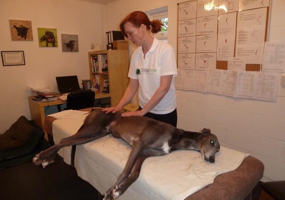 Kevin, Greyhound, Muscular Injury