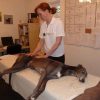 Kevin the greyhound