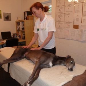 Kevin the greyhound