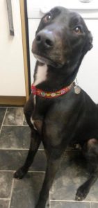 Two young lurchers, injury and myofascial pain