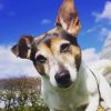 Lottie, jack russell