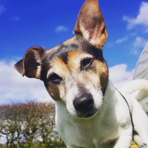 Lottie, jack russell