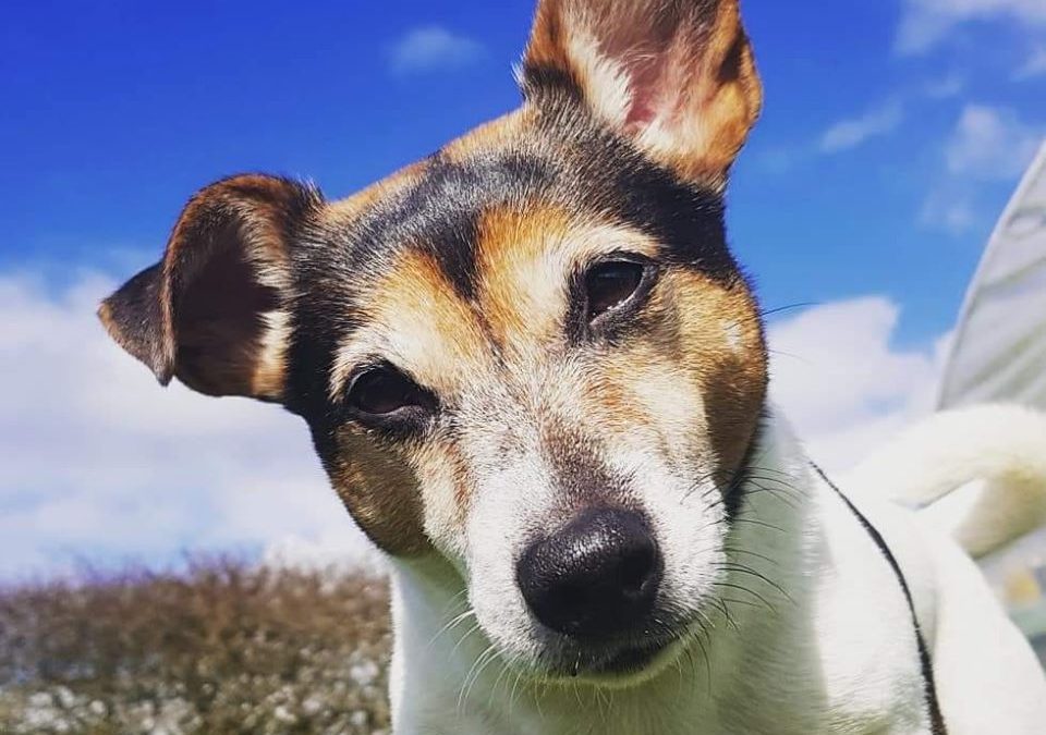 Lottie, Jack Russell Terrier, Agility, Lameness, Stiffness
