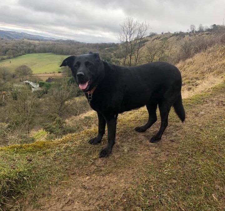 Mabel, Labrador, Arthritis, Limping