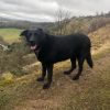Mabel the lab