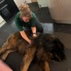 Reuben the leonberger
