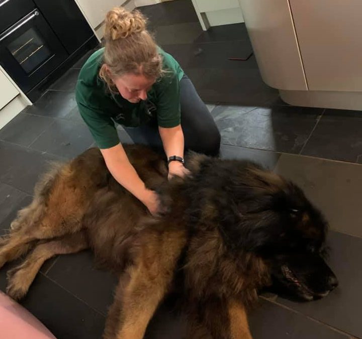 Reuben, Leonberger, Cruciate Ligament