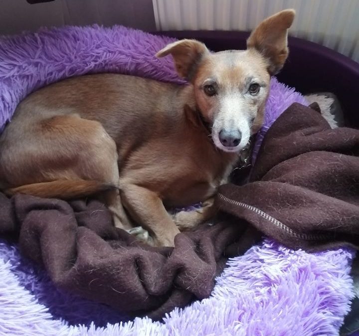 Tasha, Senior Dog, Cruciate Ligament Injury