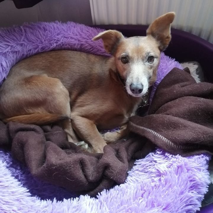Tasha, Senior Dog, Cruciate Ligament Injury