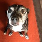 Tia, Intervertebral Disc Disease