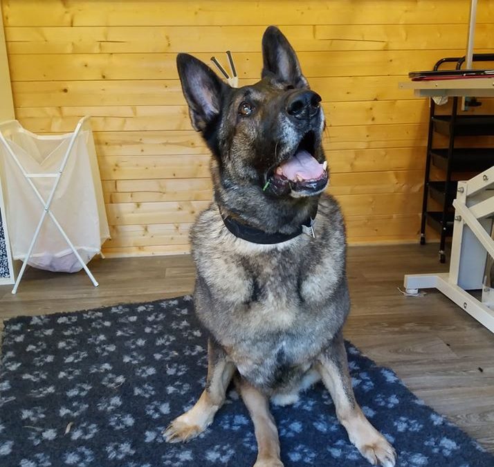 Troy, German Shepherd, CDRM