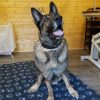 Troy GSD, CDRM