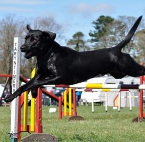 Wull, agility, lab, myofascial pain