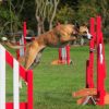 maisie lurcher agility