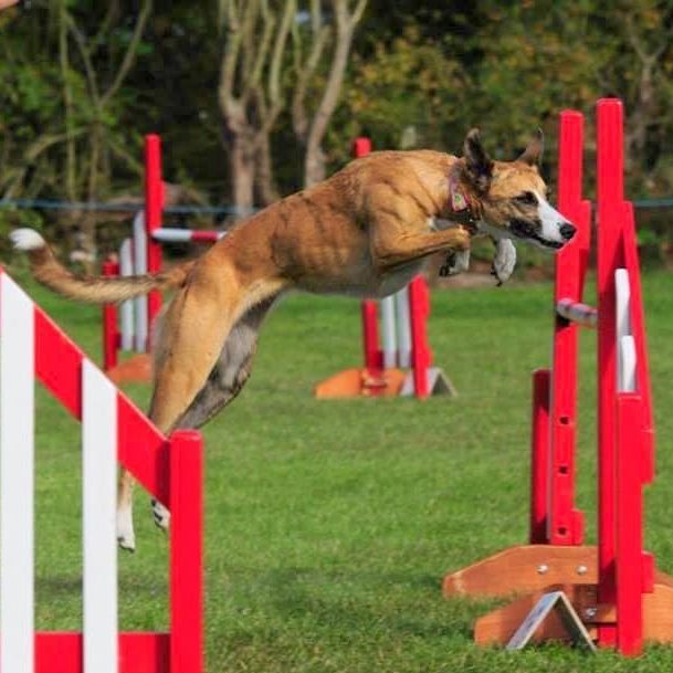 Maisie, Lurcher, Agility, Hip Pain
