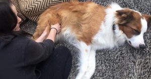 Therapist massaging dog
