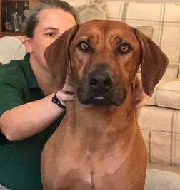 Kali, Rhodesian Ridgeback, Limping
