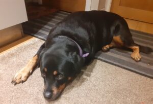 Rottweiler resting on a mat
