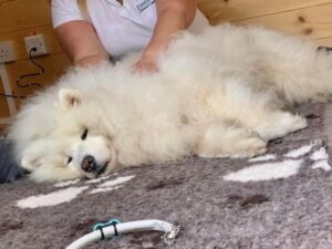 Samoyed enjoying massage on a massage table