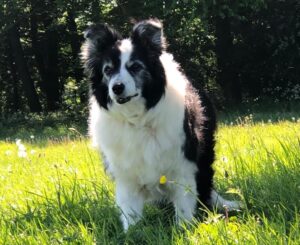 Happy senior dog in a field