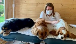 Three spaniels enjoying massage on a massage table