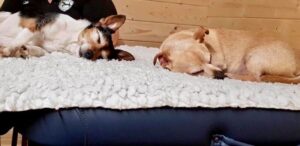 Two terriers enjoying massage on a table