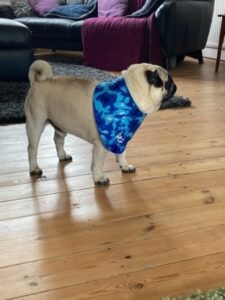 Eric the pug prior to massage treatement
