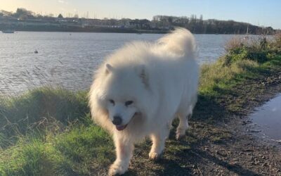 Clinical Canine Massage for Senior Dogs
