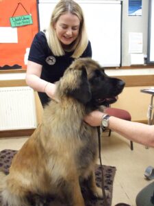 Kirsty Coyle - Clyde Canine Massage