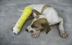Young dog with a bone fracture